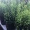 Evergreen Conifer - CHAMAECYPARIS LAWSONIANA -Ellwoods Gold  - 40cm.